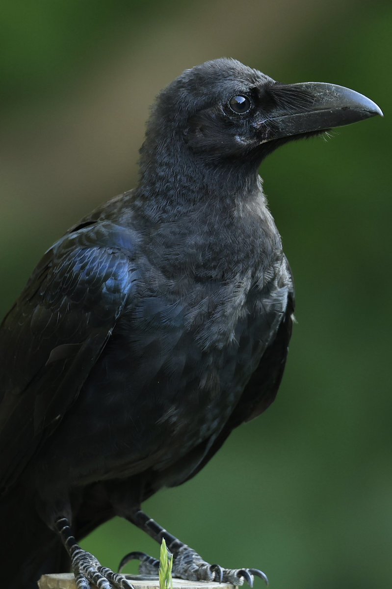 すごくキレイにカラス撮れた
よく見るとカラスかわいいよ