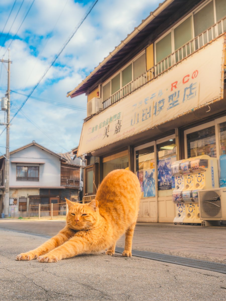 Ryoppi05670209's tweet photo. 昭和の薫る町角でリラックスする猫がいた. https://t.co/xfe2O8Z0ML