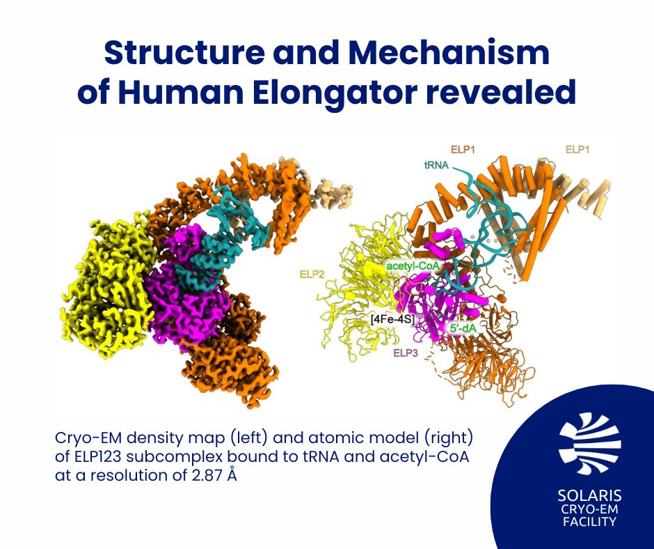 SOLARIS_science's tweet photo. Protein synthesis is heavily affected by the presence of various modifications in tRNAs. Wobble uridines in the anticodon stem loop are modified by a large cellular machine called #Elongator. Genomic mutations in this macromolecular complex lead to the onset of severe human diseases. 🔬🧬
The latest work of scientists from the @MCB_UJ of the @JagiellonskiUni describes the first high-resolution #cryoEM structures of human Elongator and its mechanism of action. The research of @GlattSebastian team was performed in collaboration with the scientists from Kassel University and @TUBerlin.
✅The study was published recently in @NatureComms
More info: ➡️https://t.co/WqKCkxd9xc