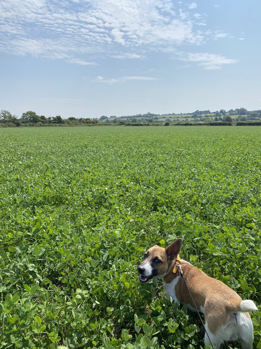 Joanna Matthews (@jomatt_germinal) on Twitter photo Red clover ley on the bounce, three weeks ish post cutting! Terrier is for perspective purposes. #homegrown #clover #pollinators <a href="/GerminalUKAgri/">Germinal UK Agriculture</a> protein powerhouse of a ley. Red clover ley on the bounce, three weeks ish post cutting! Terrier is for perspective purposes. #homegrown #clover #pollinators <a href="/GerminalUKAgri/">Germinal UK Agriculture</a> protein powerhouse of a ley.