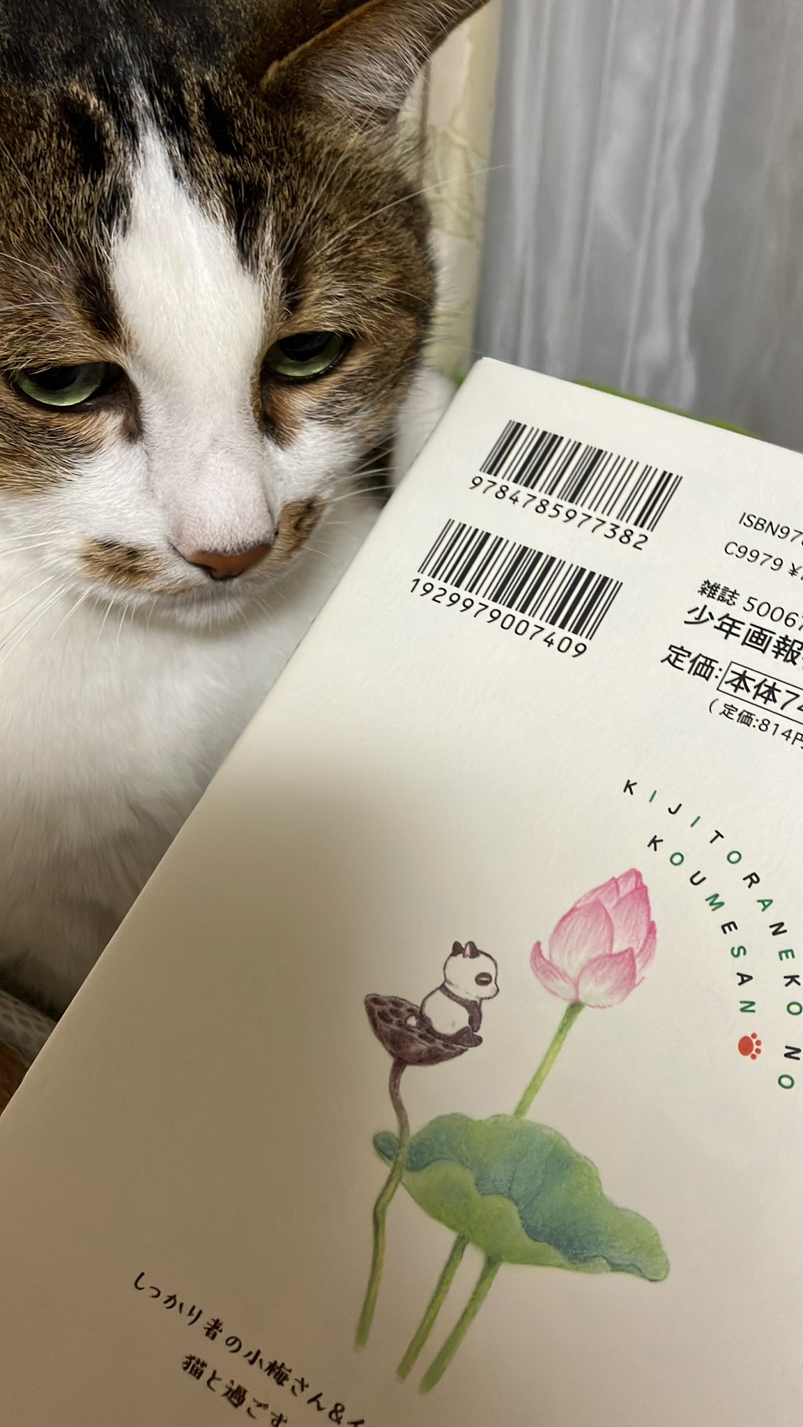 ほしのなつみ「キジトラ猫の小梅さん」26巻発売中 on X: 