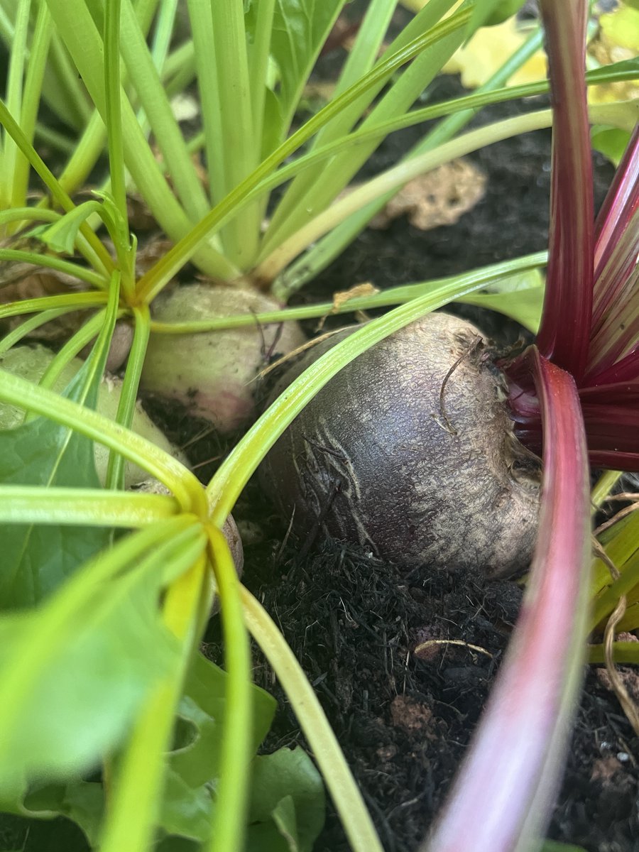 Dalefoot Composts tweet media