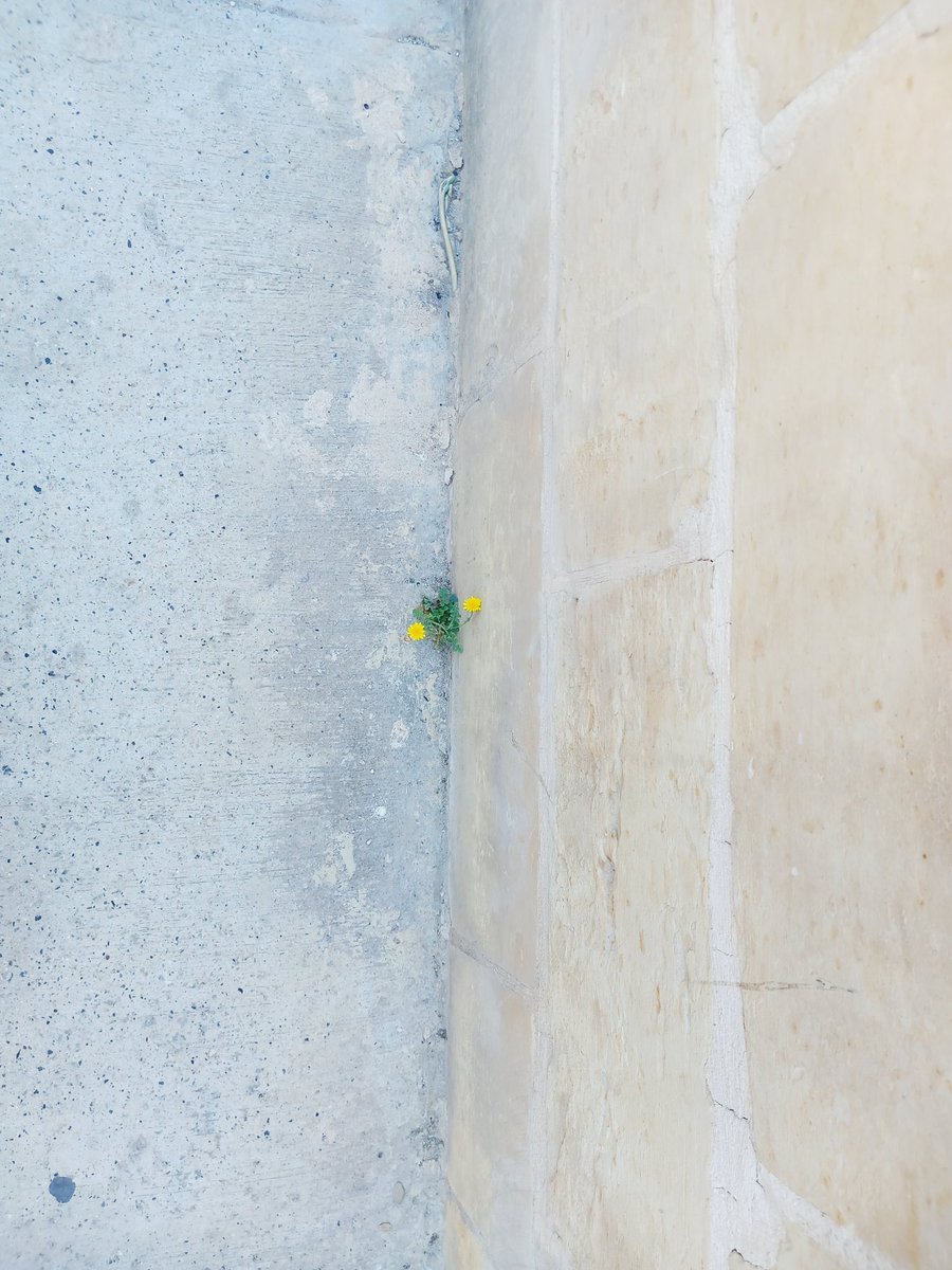 Kateryna_Design's tweet photo. Nature never stops to amaze me. https://t.co/ghUNaB2QuH