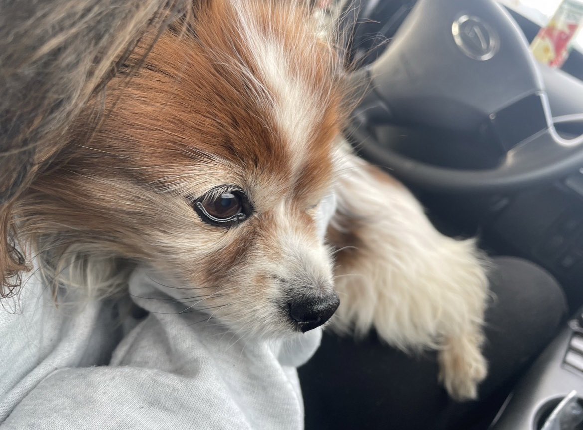 Reia0122Reia's tweet photo. 8月7日朝の8時30分頃、
京都府亀岡市大井町付近で愛犬がいなくなりました。
もう19歳のおじいちゃんで白内障になっており耳も聞こえません。
すごく溺愛しており当日パピヨンなので毛が長くブラッシングする際首輪を外しており目を離した隙にいなくなってました。
目撃情報お待ちしております。 https://t.co/jrfLwqwo9e