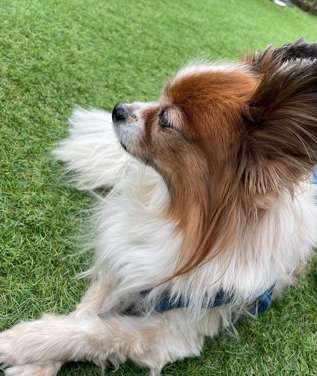 Reia0122Reia's tweet photo. 8月7日朝の8時30分頃、
京都府亀岡市大井町付近で愛犬がいなくなりました。
もう19歳のおじいちゃんで白内障になっており耳も聞こえません。
すごく溺愛しており当日パピヨンなので毛が長くブラッシングする際首輪を外しており目を離した隙にいなくなってました。
目撃情報お待ちしております。 https://t.co/jrfLwqwo9e