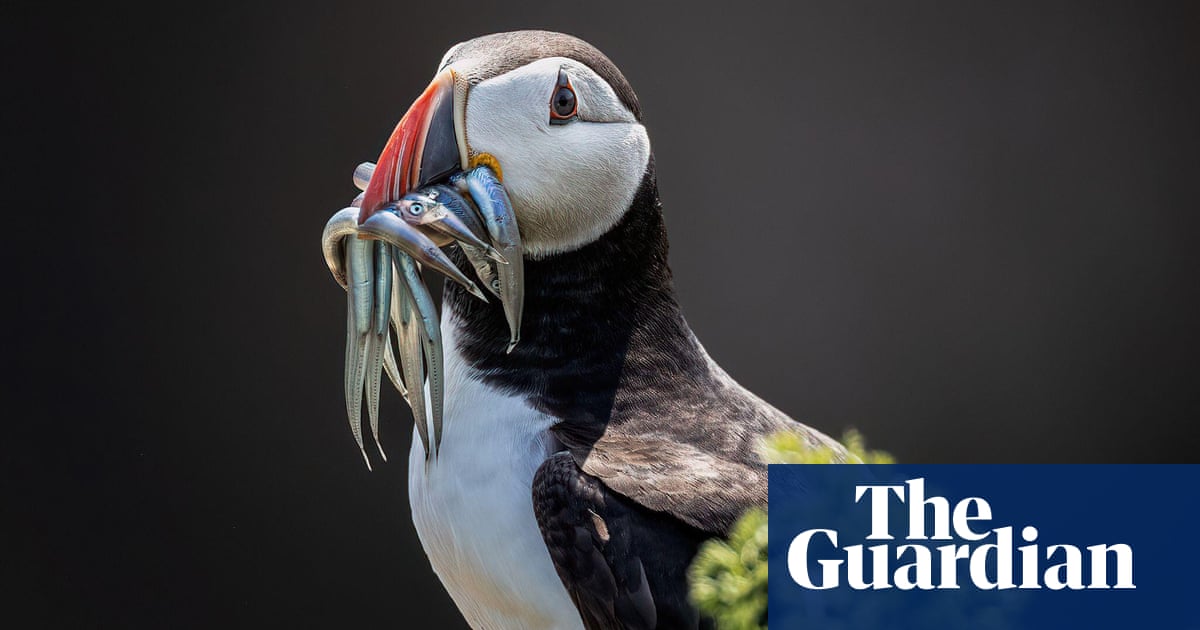 LBVDaily's tweet photo. LBV Daily Latest News Specieswatch: Sand eel fishing ban offers hope of stock resurgence https://t.co/gWlbM7n877 https://t.co/IIbaI8DVaZ