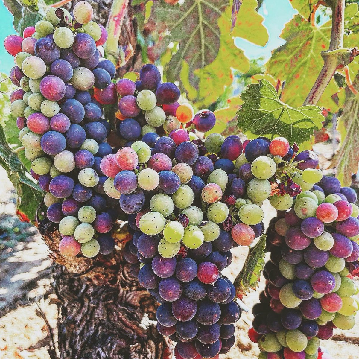 PasconaMontsant's tweet photo. Molt bon dia família! Al celler Pascona estem en ple verol!!! Aquí tenim una granatxa negra!!
.
@domontsant
.
#bondia #vimecres #cellerpascona #domontsant #verol #garnatxanegra #vesaperelsteusomnis #mesde30anyspasconitzant #salutivi💪🍷 https://t.co/No026Aj8mx