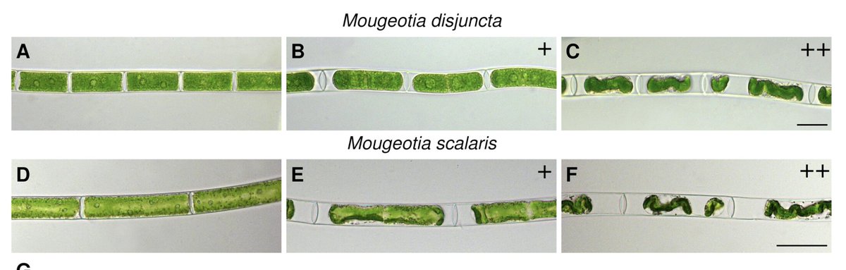 Physiologia Plantarum (@pplplantarum) on Twitter photo How does frost hardiness & inability to cold acclimate differ in two Mougeotia species from different habitats?
Read the study at bit.ly/4bGb8Kr
<a href="/Klebsormidium/">Andreas Holzinger</a> #Plantsci How does frost hardiness & inability to cold acclimate differ in two Mougeotia species from different habitats?
Read the study at bit.ly/4bGb8Kr
<a href="/Klebsormidium/">Andreas Holzinger</a> #Plantsci