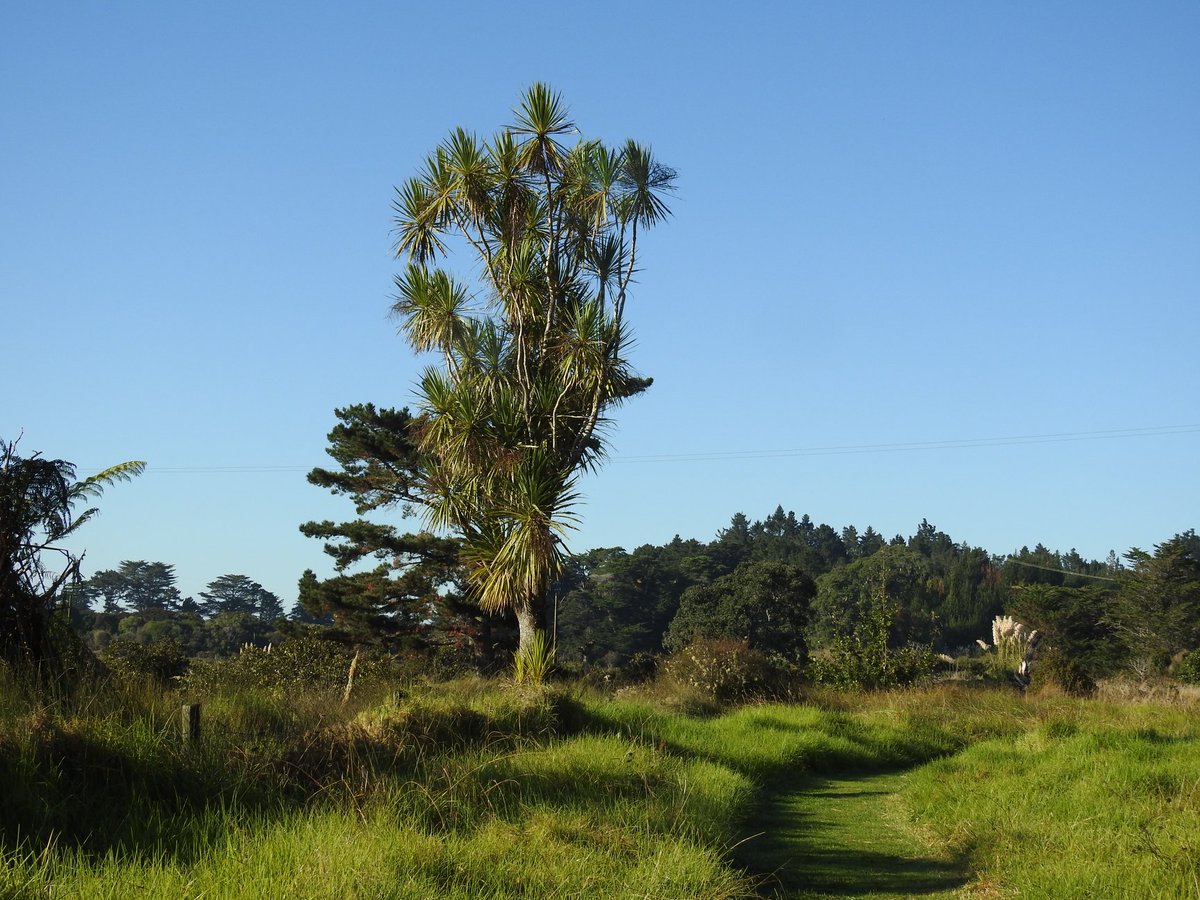 michanzl's tweet photo. On our walk at home, in Stillwater, Aotearoa New Zealand
#stillwater #tree #blueskies #walk #hiking #outdoors #wanderlust #aotearoa #newzealand #cabbagetree #duck #fungi #lichen https://t.co/hWis0KEcJN