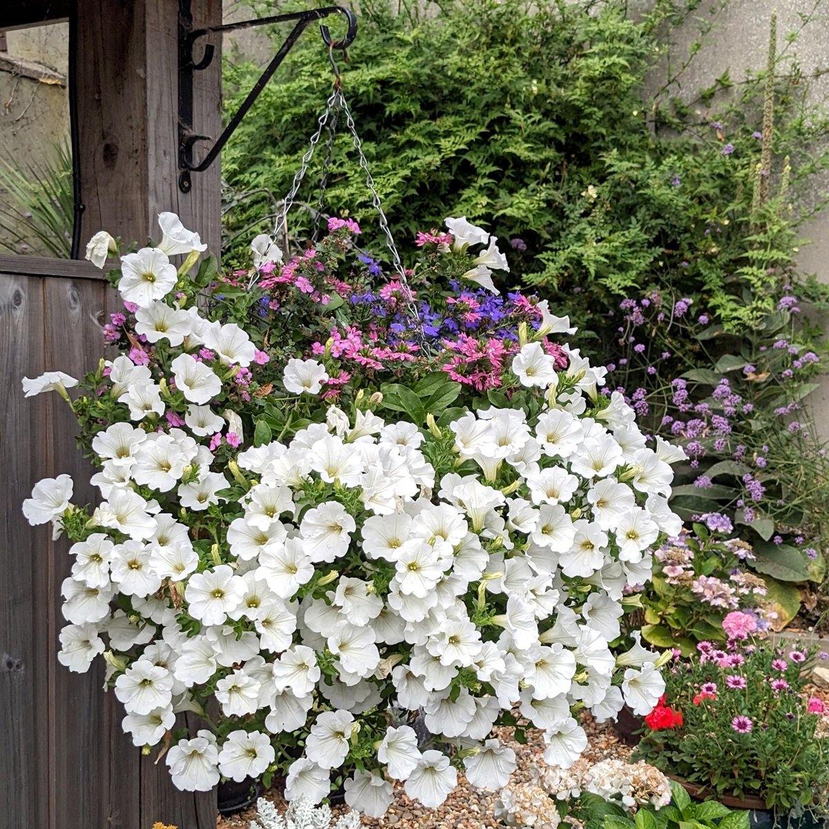 Katies_Plants's tweet photo. We always love to see how our #hangingbaskets are doing! Catherine’s basket 'ball' is looking great. Mr and Mrs Pearl sent us this picture of their spectacular porch. And as for @TheFoxNewbourne - worth a trip to see in person! #summercolour #gardeninspo https://t.co/yTcexm8XZ1