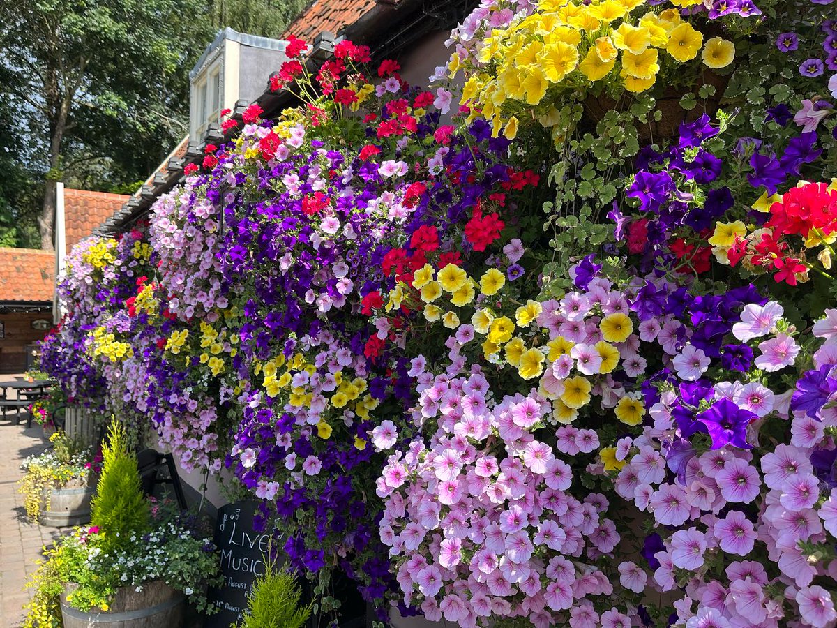 Katies_Plants's tweet photo. We always love to see how our #hangingbaskets are doing! Catherine’s basket 'ball' is looking great. Mr and Mrs Pearl sent us this picture of their spectacular porch. And as for @TheFoxNewbourne - worth a trip to see in person! #summercolour #gardeninspo https://t.co/yTcexm8XZ1