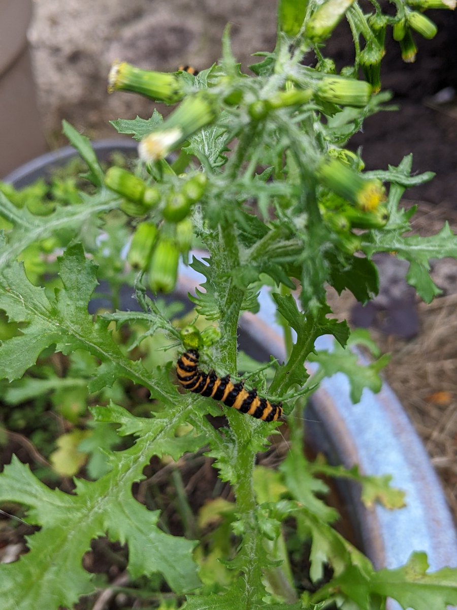 <a href="/Naturalcalendar/">Noticing Nature: the British microseason project</a>