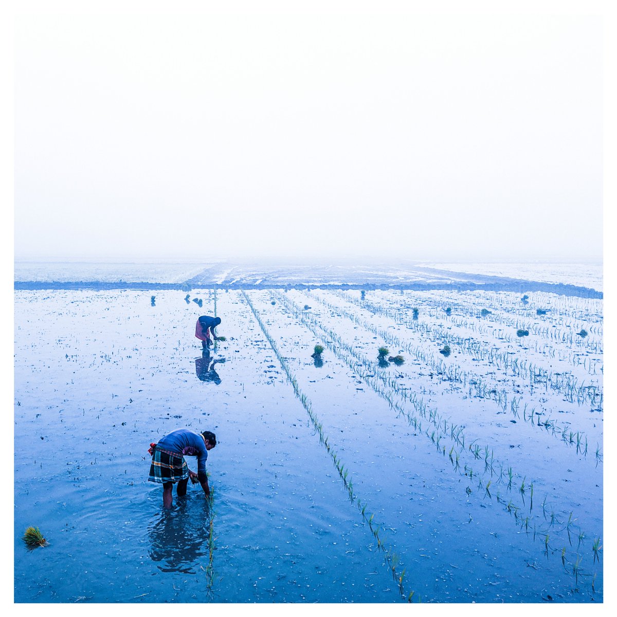 md_adilahnaf's tweet photo. “Agricultural Labor in the Glorious Days”

Shot on xiaomi poco m2 and 28 mm(wide) f2.2

#bangladesh #documentaryphotographBangladesh #AgriculturalLabor #foggymorning #landscapephotography https://t.co/zlcbj8p1Lq
