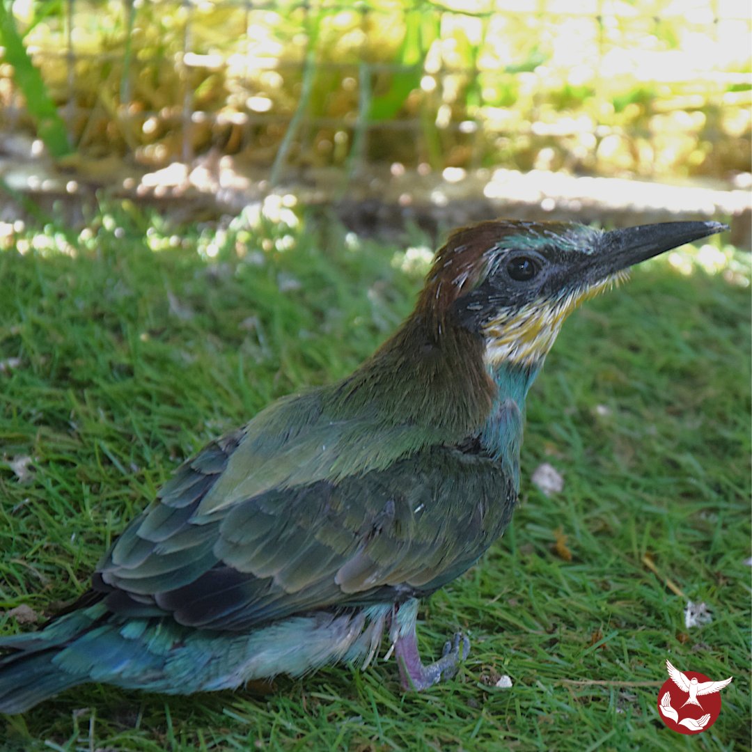 Hirondelle_csas's tweet image. Transformation magnifique 🌈
#Hirondelle #csas #guepier #juvenile