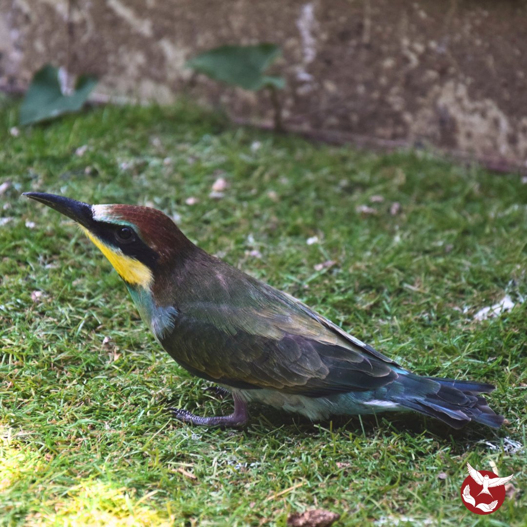 Hirondelle_csas's tweet image. Transformation magnifique 🌈
#Hirondelle #csas #guepier #juvenile