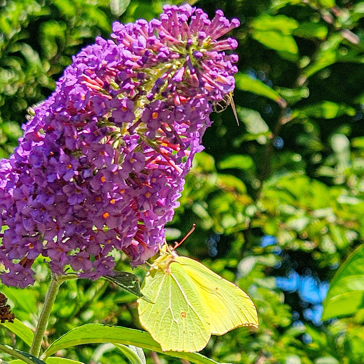 dinobreezy's tweet photo. Good morning everyone ☕️ Have a great Wednesday with this Common Brimstone on a butterfly bush, in Dutch 🇳🇱 Citroenvlinder 🦋
#GoodMorningXFriends #WednesdayMotivation #Citroenvlinder #CommonBrimstone #butterflies #HappyHumpday https://t.co/mlQLhr3Lni