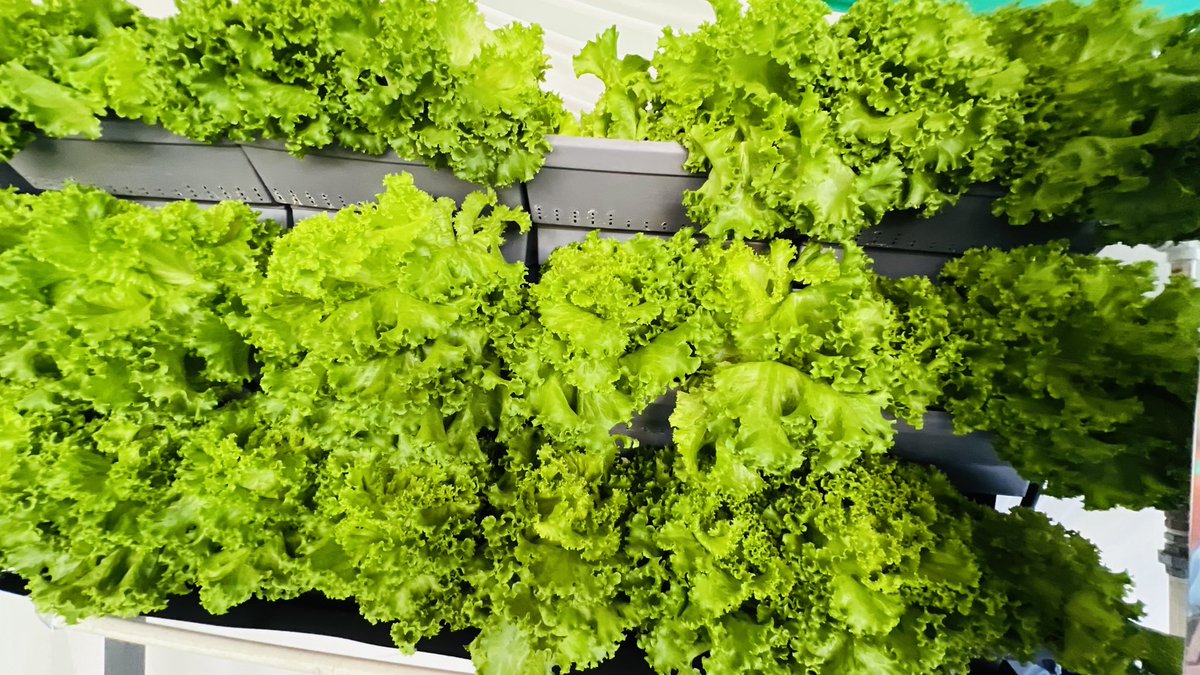 jcniyomugabo's tweet photo. Get ready to revolutionize your farming game with vertical/urban #farming! 

Time to say goodbye to traditional methods and hello to sustainable and efficient agriculture.

 Are you ready to start vertical or urban farming? Visit @FAORwanda at #RwandaAgriShow2024 to learn more. https://t.co/y4D4nzlOAr