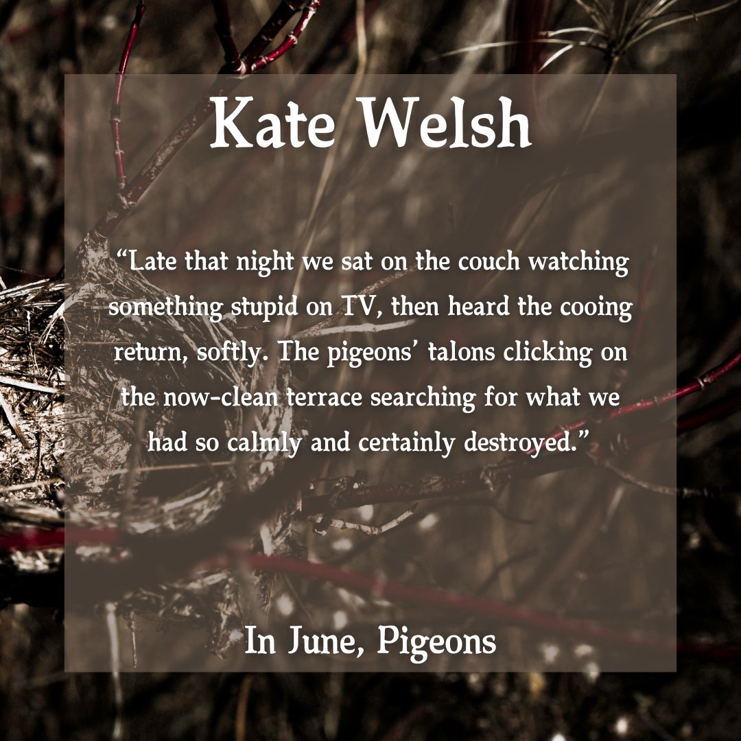 PoetryShore's tweet image. Kate Welsh in ISSUE 22! 🪹

theshorepoetry.org/kate-welsh-in-…
