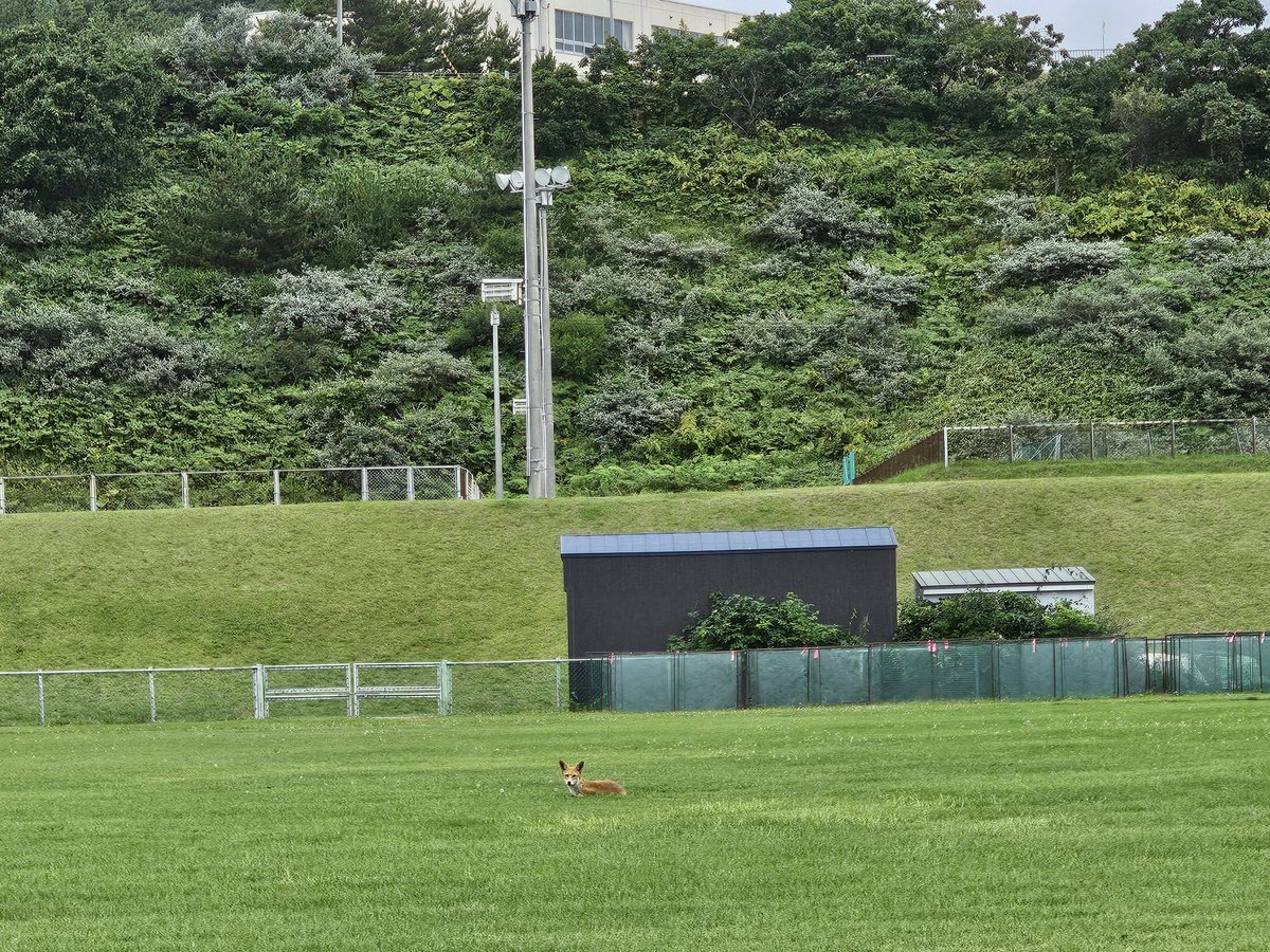 kwytr_'s tweet photo. かわいい https://t.co/qqCGwIm7kK