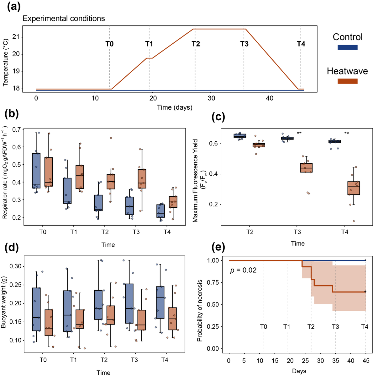 ValerioMicaroni's tweet photo. Lab experiments suggest temperature stress drives necrosis rather than bleaching, despite rare field observations. This indicates bleaching may not directly cause mortality. (4/5) https://t.co/9pwl59QIUN