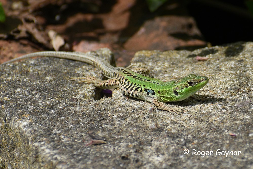 WildscenesUK's tweet photo. My friend just sent this picture taken in his Wakefield garden. Is it a wall lizard and do they occur in Yorkshire? Wish it had been in my garden! @reptiles_uk @YorksWildlife
#reptiles #walllizard #exotic https://t.co/S3HsWfZfgJ