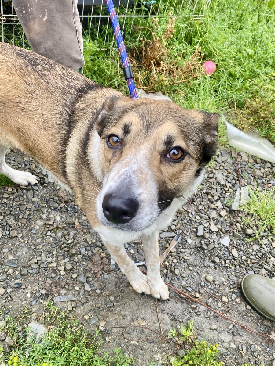 Diane Hart Collie Dog Rescue, Wales tweet media