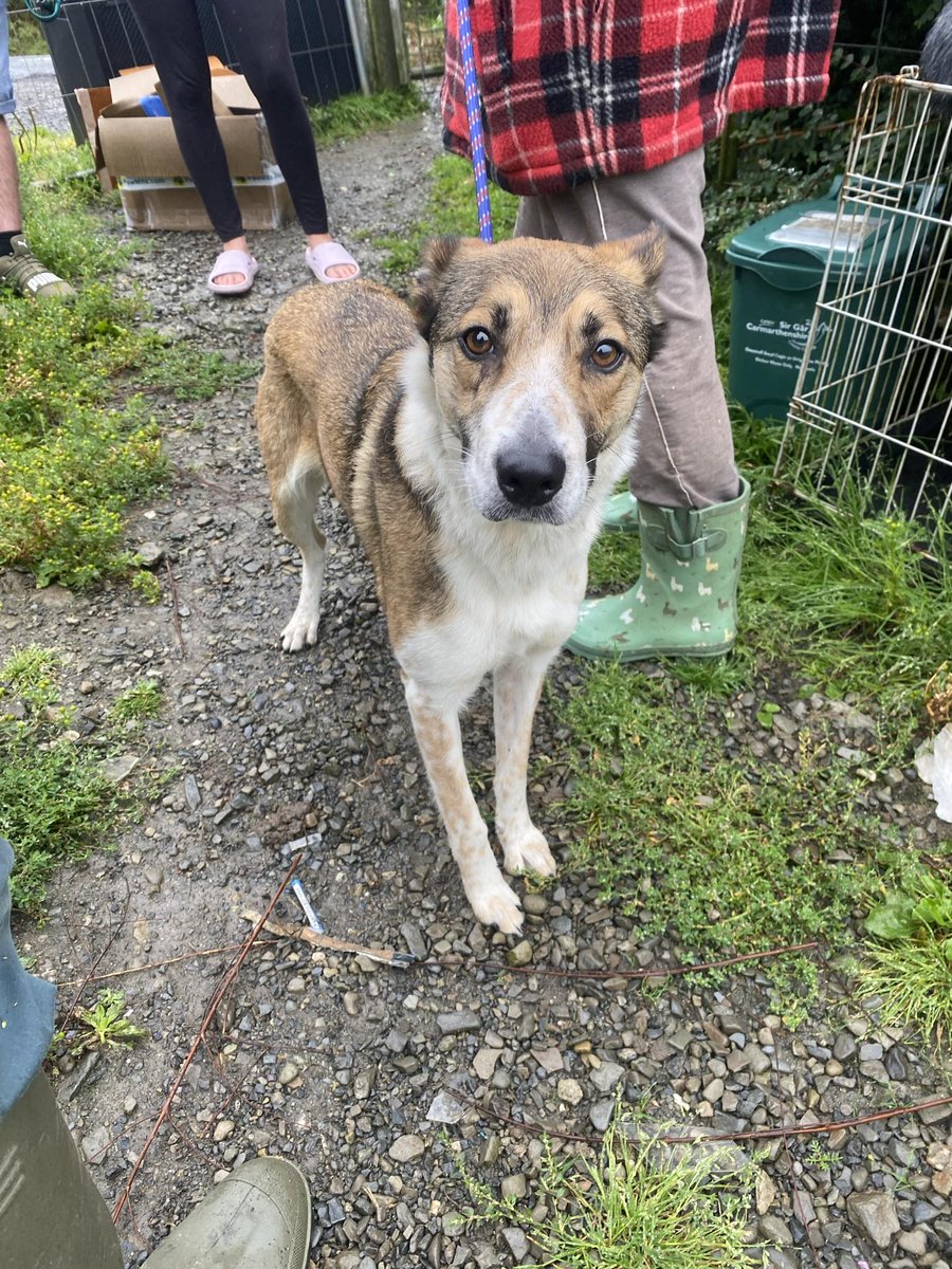 Diane Hart Collie Dog Rescue, Wales tweet media