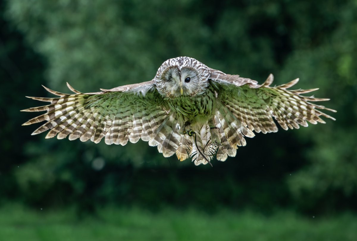 KLmagazine's tweet photo. At Fens Falconry centre you can discover over 40 majestic birds of prey. The peaceful setting in Wisbech is home to a stunning range of species, while the @fensfalconry team offer you and your family an unforgettable event.

KL Magazine, Showcasing Norfolk https://t.co/qhfwzArvsO