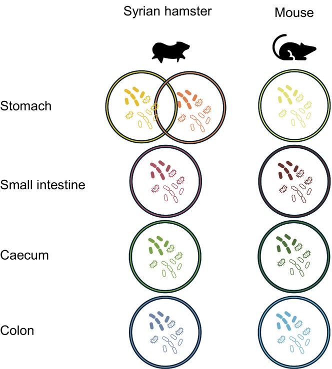 FEBSOpenBio's tweet photo. Characterization of the gastrointestinal microbiome of the Syrian hamster (Mesocricetus auratus) and comparison to data from mice

👉https://t.co/7Jid2rYQ8K

#Microbiome #Metagenomics #16SrRNA #16Ssequencing @BastiPopper https://t.co/8dASKmSVfd