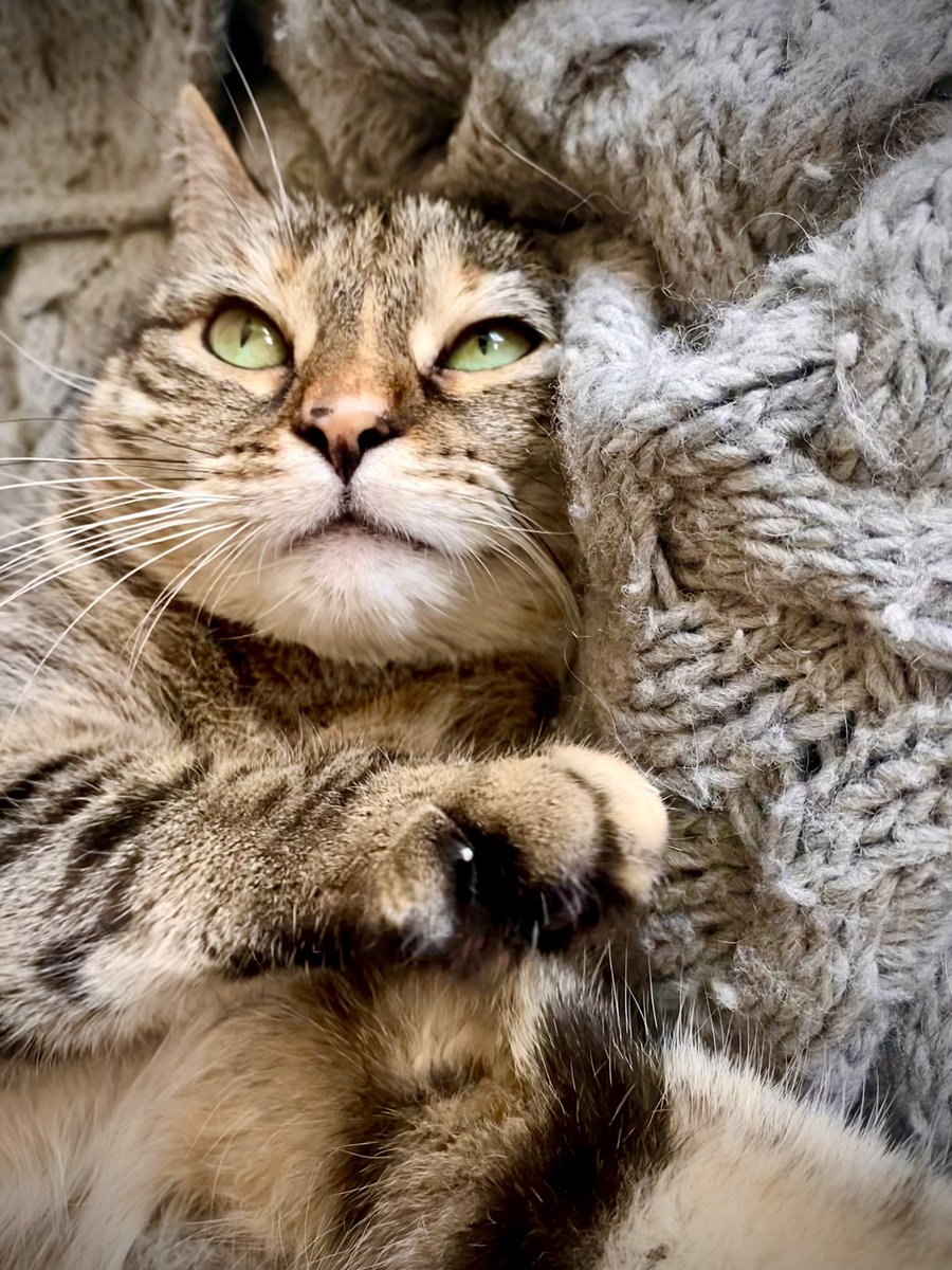 rickygervais's tweet image. Chillin’