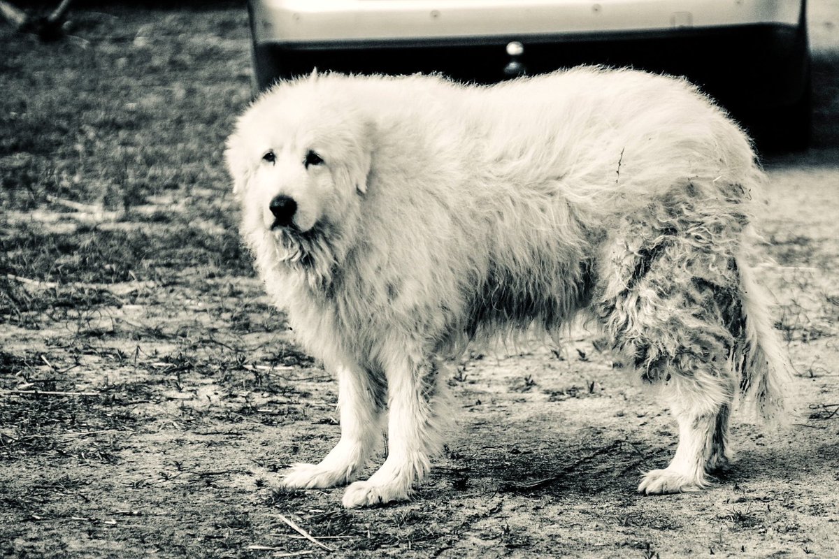 Morgannpals's tweet photo. Can we go in the car , I like the car ? 
Oscar loves car rides.
#dogsoftwitter #dogsofx #maremma #livestockguardiandog https://t.co/LZj57N3PFX