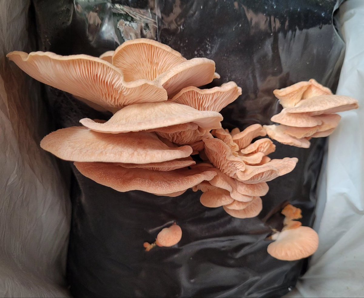 Maeni_External's tweet photo. Pink Oyster Mushroom (Pleurotus djamor)
#sporeprint https://t.co/56ft3OE8L2