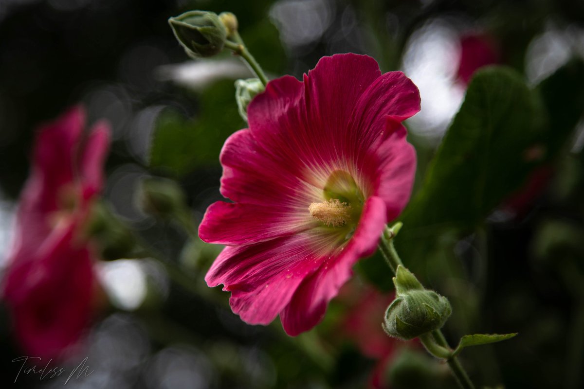 dekker_maurits's tweet photo. #PhotographyIsArt #Flowers #WednesdayBloom
Goedemorgen, na een heerlijk buitje weer wat koeler. Fijne dag😉 https://t.co/yt8VnPjHYZ