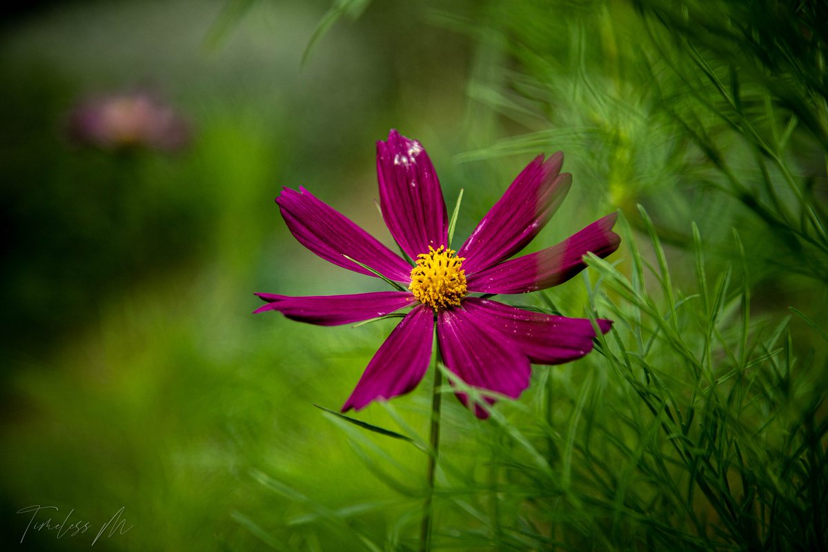 dekker_maurits's tweet photo. #PhotographyIsArt #Flowers #WednesdayBloom
Goedemorgen, na een heerlijk buitje weer wat koeler. Fijne dag😉 https://t.co/yt8VnPjHYZ