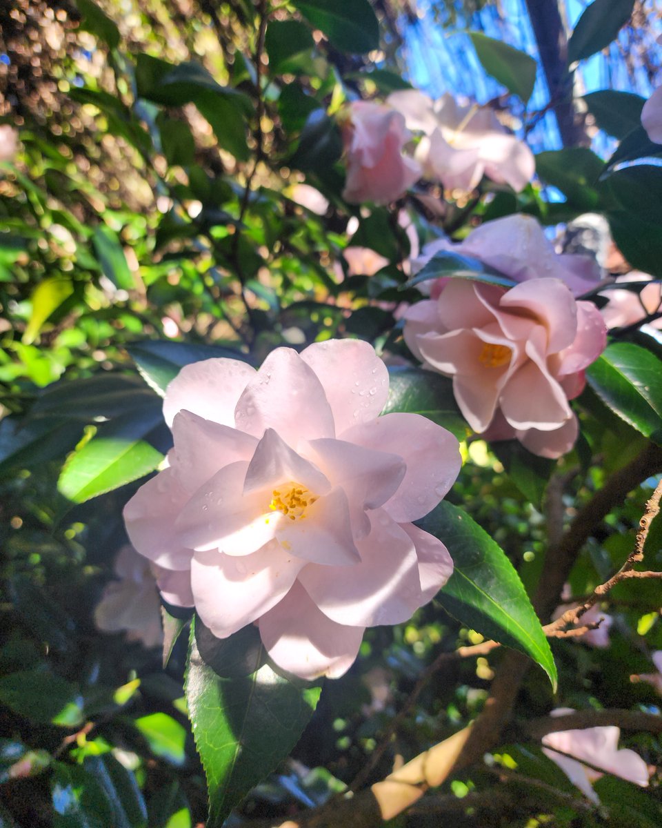 Botanic Gardens SA (@botgardenssa) on Twitter photo You'll find these beauties hiding out in #TheSimpsonShadehouse. #Camellias in gorgeous shades of #pink ๐ 
#AdelaideBotanicGarden #visitadelaide #southaustralia You'll find these beauties hiding out in #TheSimpsonShadehouse. #Camellias in gorgeous shades of #pink ๐ 
#AdelaideBotanicGarden #visitadelaide #southaustralia
