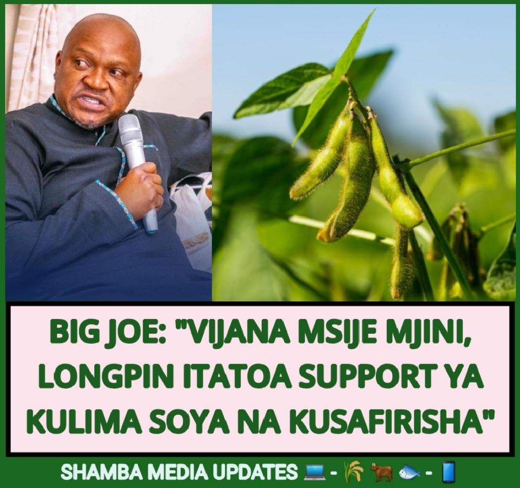 shambamedia's tweet image. 👨‍🌾🌾"Vijana wanaokimbilia mjini, wasije mjini kwa sababu kampuni ya Longpin(T) ambayo iko chini yangu pia itatoa support kubwa kwa watanzania kulima na kusafirisha Soya ya Tanzania bila tax kwenda soko la China kwa kuwa wameondoa kodi zote za Soya ya Tanzania" - BIG JOE | #SOYA🇹🇿