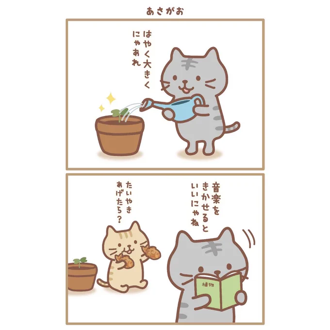 こんなに早く大きくなるのにゃ!?🌱
あさがおって凄いんだにゃあ～

 #ふくふくにゃんこ集会 