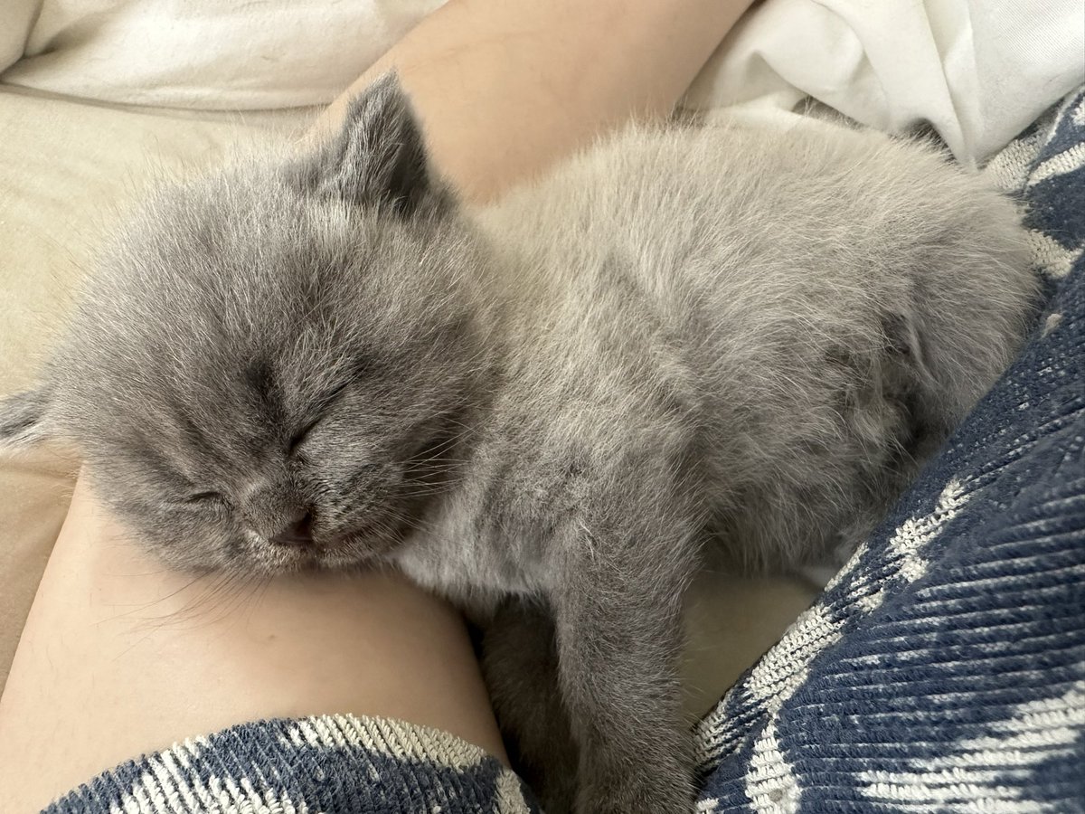 MRI7773150's tweet photo. 腕枕ですやすやぁ〜💤 https://t.co/mcBLoiqp9l