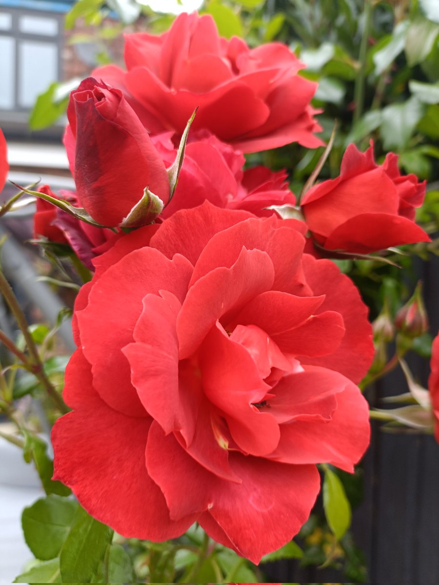 pearle44's tweet photo. Happy #RoseWednesday this absolute beauty is #HotChocolate and has been producing blooms for weeks 🥰 #GardeningTwitter #GardenersWorldMagazine #gardening https://t.co/ofrBnhdfIP