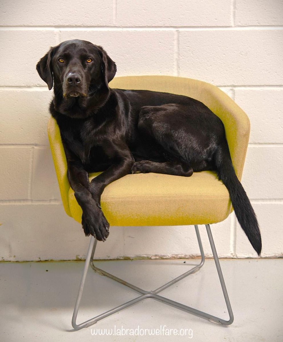 LabradorWelfare's tweet photo. We love getting updates and pictures from our dogs any day of the week but mid-way through one that we know will be life-changing for some of the dogs in our care,

Happy birthday Shadow 

See our facebook page for full updates https://t.co/mdqzVVwTZk