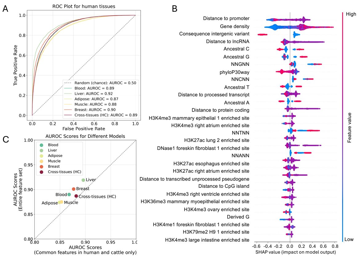Our new paper on using AI models to predict functional regulatory variants in cattle (and humans) is now online. A thread of the key findings... 1\n biorxiv.org/content/10.110…