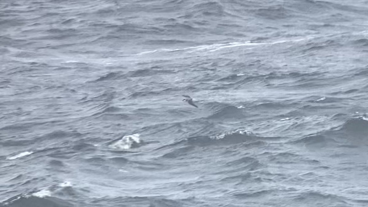 Just had a phenomenal view of a close in Fea’s-type Petrel off the Bridges of Ross, Co. Clare. A superb pickup by <a href="/cianbirder/">Cian Cardiff</a>