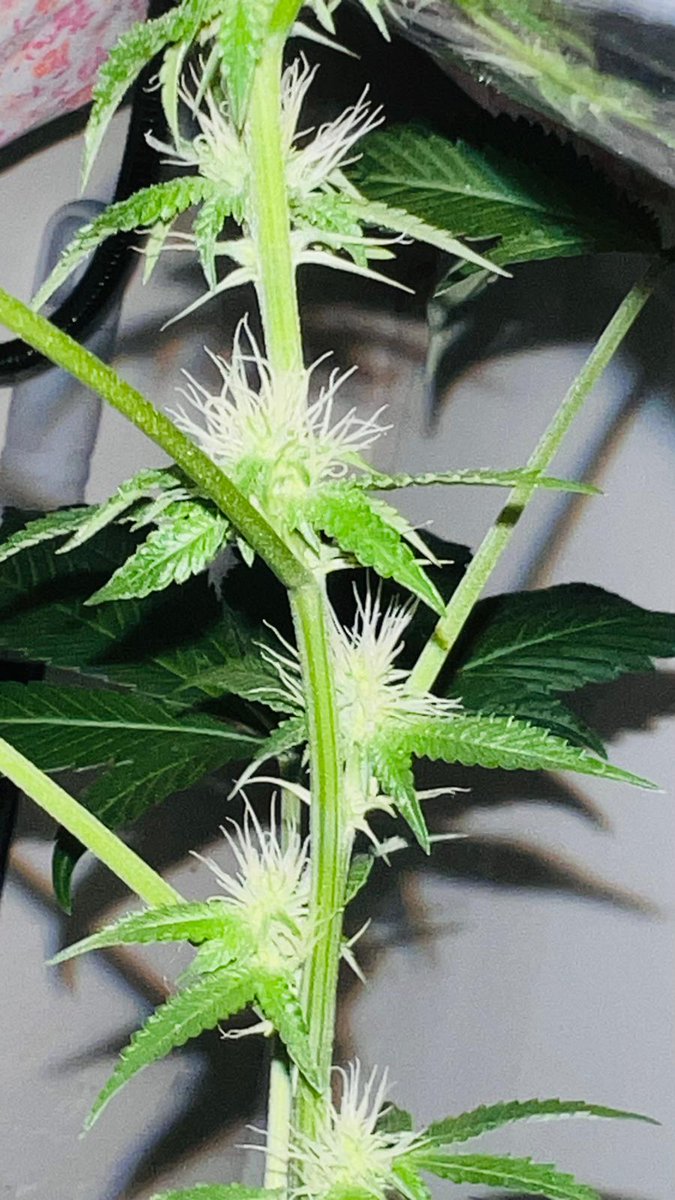 candysblood's tweet photo. my lil plant :3 https://t.co/7wRrvQgyVY
