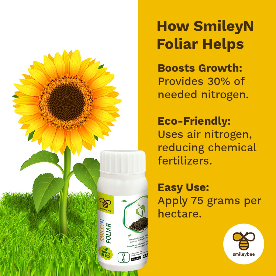 SmileyBeeLtd's tweet photo. Boost your sunflowers with SmileyN Foliar! It provides 30% of their nitrogen needs from the air, reducing chemical fertilizers. Just 75g/ha for vibrant blooms. Available online &amp; in stores. #Smileybee #SunflowerGrowth #EcoFriendly #SustainableFarming #HealthyPlants #GreenThumb https://t.co/eOfvTXZtld
