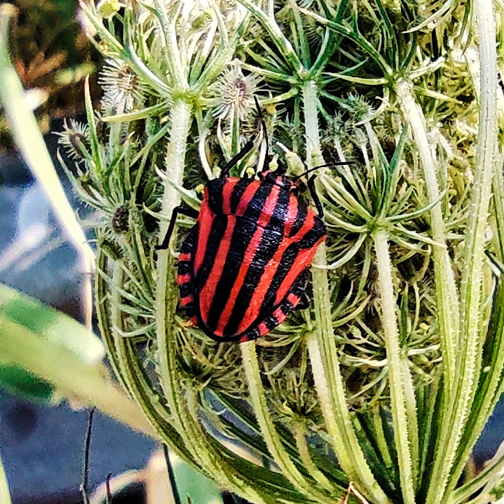 krishnakid78's tweet photo. Insecto italiano rayado, también conocido como insecto trovador (Graphosoma lineatum)

#insectorayadoitaliano 
#insectotrovador 
#graphosomalineatum
#serraladamarina 
#Badalona https://t.co/6EDqKg3PnW
