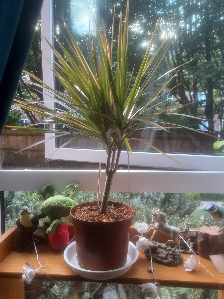therandomrebel's tweet photo. I once again became a plant parent. https://t.co/BvNM2g4CZw