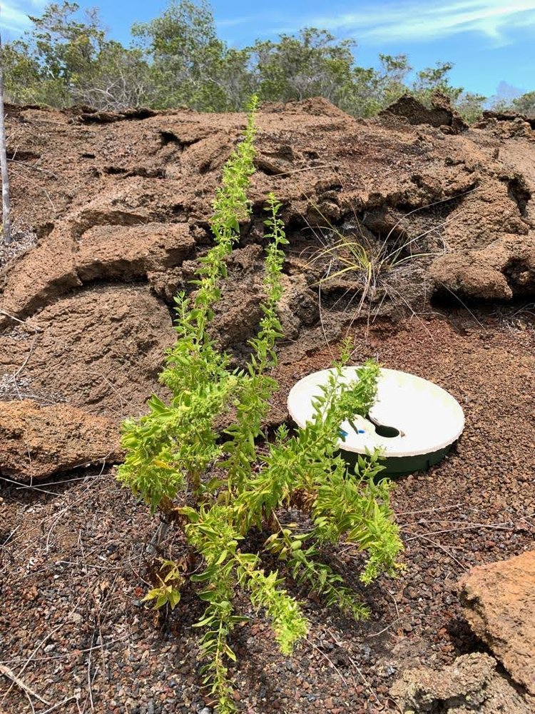 groasis's tweet image. It is great to see that the Charles Darwin Foundation using the #Groasis #Waterboxx to expand a small population of an extremely threatened shrub, growing in the middle of nowhere on volcanic rock soil. 
Photos and monitoring by Paúl Mayorga (#GV2050) see; darwinfoundation.org/en/news/all-ne…
