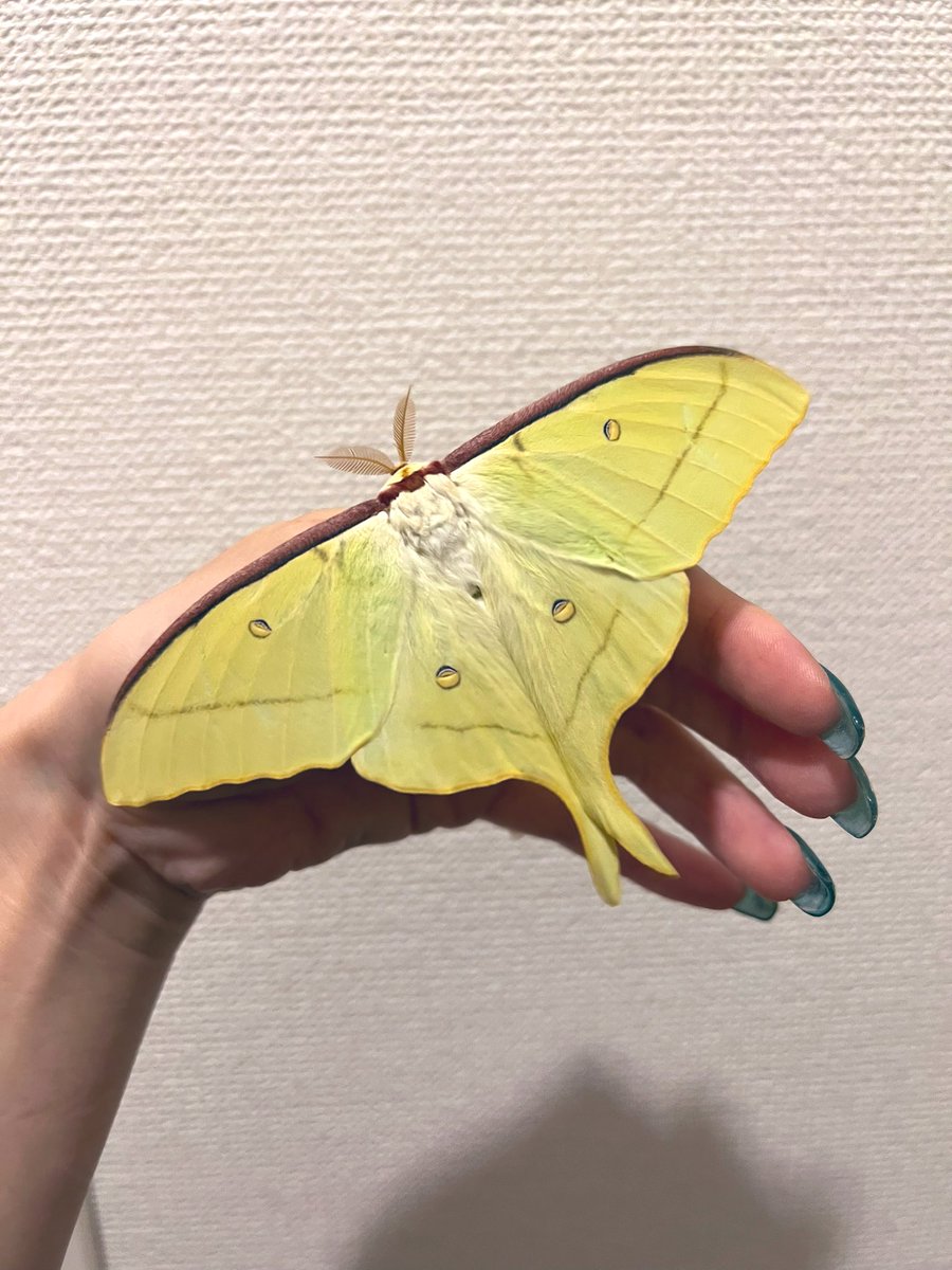 メガネ🦋/Satisfactory tweet media