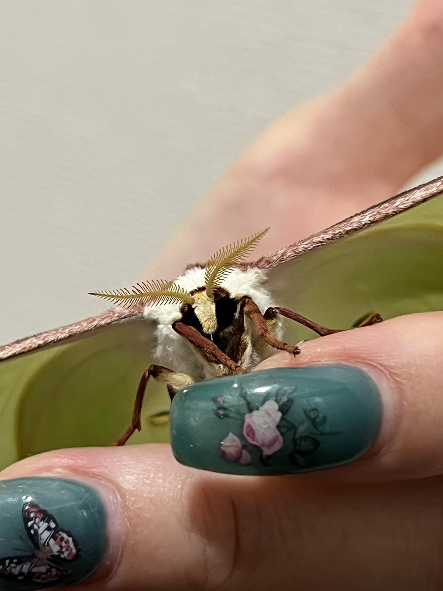 メガネ🦋/Satisfactory tweet media