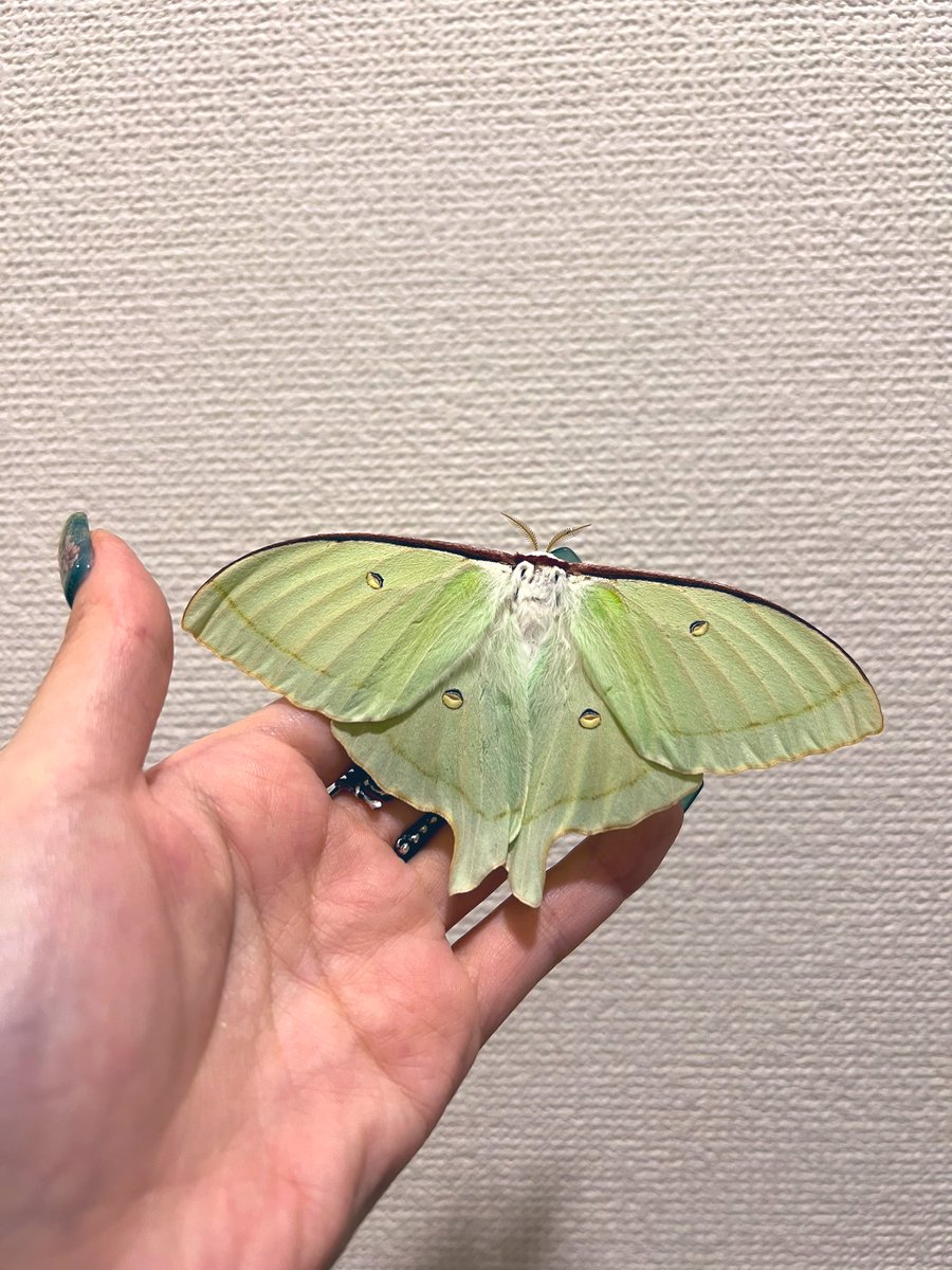 メガネ🦋/Satisfactory tweet media